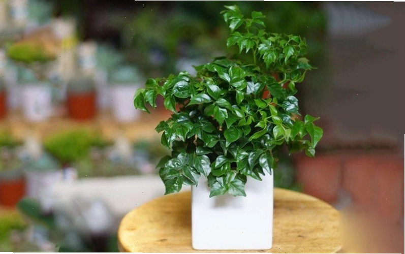 Việc trồng và chăm sóc cây hạnh phúc trong nhà khá đơn giản