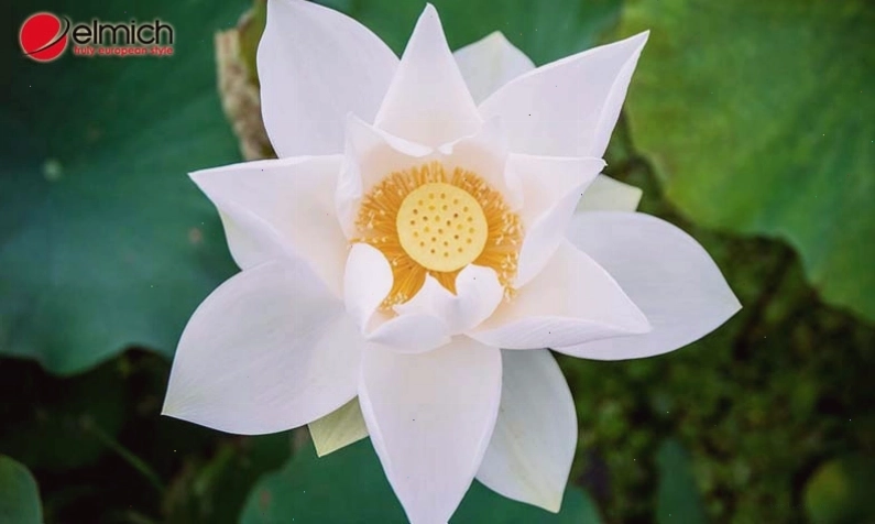 Ý nghĩa hoa sen trắng trong tình yêu đôi lứa
