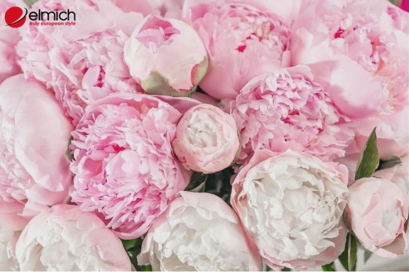 Ý nghĩa phong thuỷ của loại hoa này tượng trưng cho may mắn