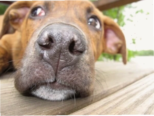 Homemade Grain Free Dog Treats with healthy ingredients
