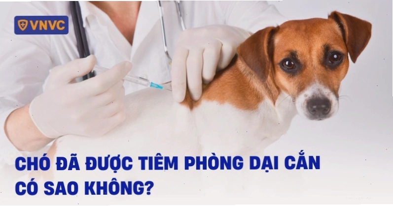 Kiểm tra sức khỏe cho chó sau khi xảy ra va chạm