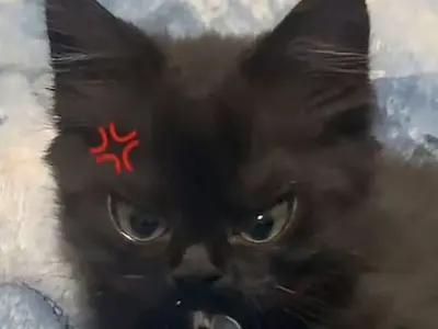 Top meme mèo hot nhất, hài hước khiến bạn cười sảng khoái