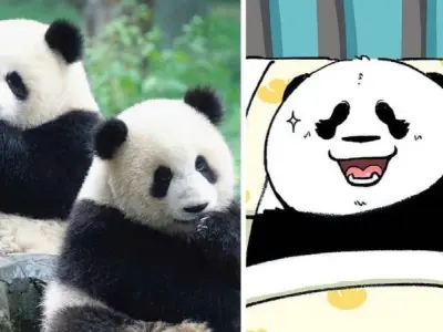 Tải ngay avatar gấu siêu cute chạm đỉnh biểu cảm đáng yêu