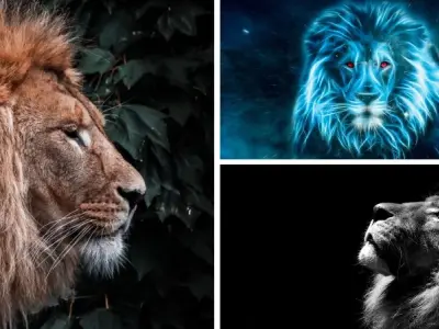 Tải ngay hình nền Sư tử đậm khí chất lãnh đạo tuyệt đỉnh