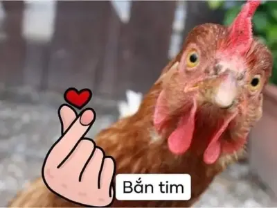 Cười té ghế với loạt ảnh thả tim meme cực dễ thương