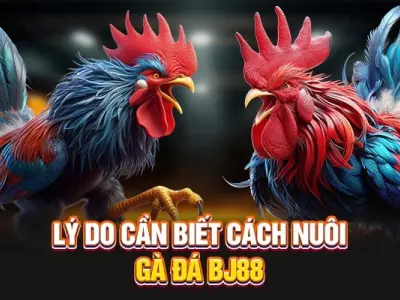 Cách nuôi gà đá tại BJ88 – Tạo cực phẩm cho dân cược
