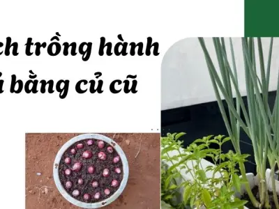 Cách trồng hành lá bằng củ cũ - Bí quyết cực đơn giản