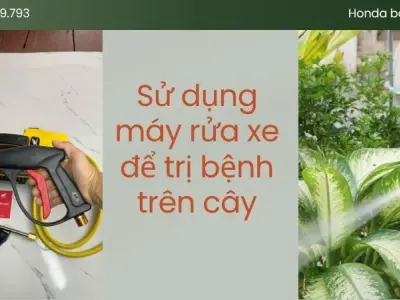 Hé lộ bí quyết dùng máy rửa xe cứu cây khỏi sâu bệnh!