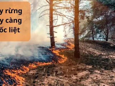 Tái tạo rừng thách thức lớn trước biến đổi khí hậu hiện nay