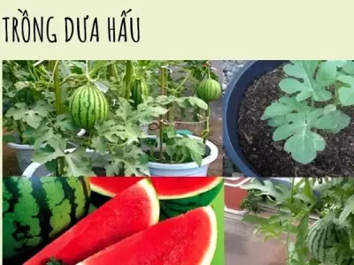 Cách trồng dưa hấu đúng kỹ thuật để mùa nào cũng ngon