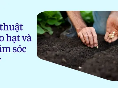 Cách trồng dưa leo tại nhà sai quả, xanh mướt và hiệu quả
