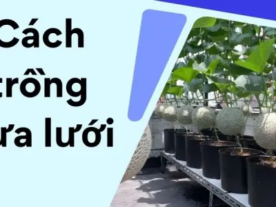 Cách trồng dưa lưới chuẩn kỹ thuật cho người mới bắt đầu