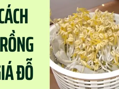 Cách trồng giá đỗ siêu sạch tại nhà chỉ mất vài ngày