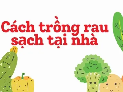 Cách trồng rau sạch tại nhà siêu tiết kiệm cho người bận rộn