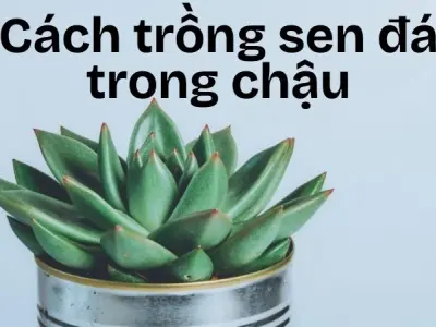 Cách trồng sen đá trong chậu nhỏ để trang trí nhà cửa