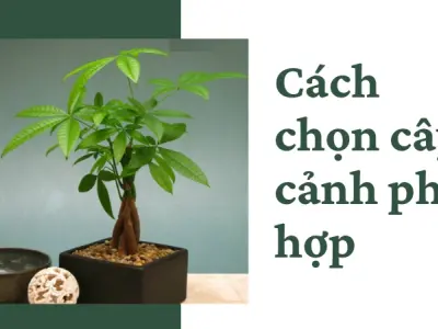 Hướng dẫn trồng cây cảnh tại nhà đơn giản cho người mới