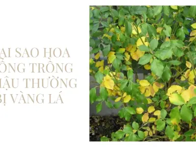 Hướng dẫn trồng hoa hồng chậu phát triển khỏe, nhiều nụ