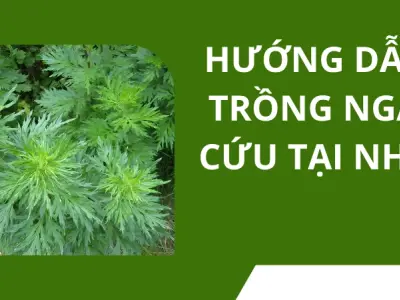Trồng ngải cứu tại nhà- Bí quyết cây xanh tốt quanh năm