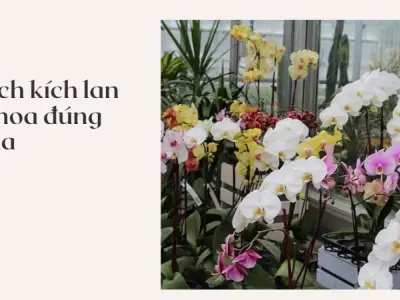 Bí quyết kích hoa lan nở đúng mùa với bông to rực rỡ
