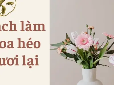 Cách làm hoa héo tươi lại đơn giản ai cũng làm được