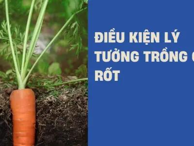 Bí quyết trồng cà rốt củ to đều và giòn ngọt tại nhà