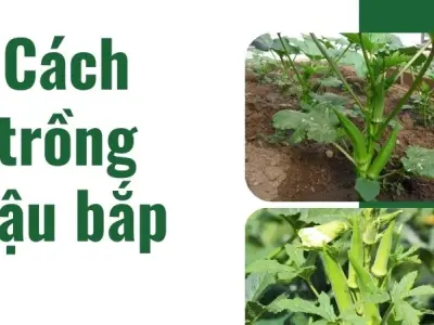 Cách trồng đậu bắp hiệu quả, phù hợp người bận rộn