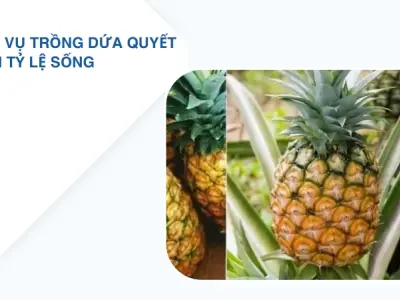 Cách trồng dứa hiệu quả- Trải nghiệm thực tế cho năng suất cao