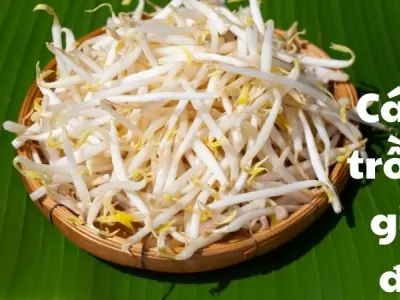 Cách trồng giá đỗ thân to rễ ngắn cực dễ làm ngay nhà