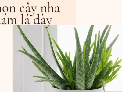 Hướng dẫn cách trồng nha đam tại nhà tươi tốt quanh năm
