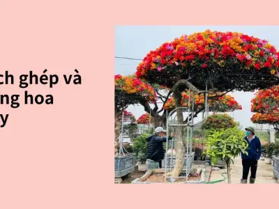 Mẹo cách trồng hoa giấy ngũ sắc nở hoa rực rỡ cực đơn giản