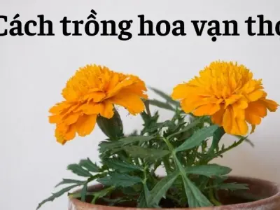 Cách trồng hoa vạn thọ nở đúng Tết cực kỳ đơn giản