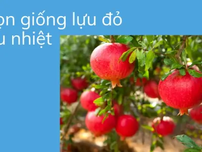 Mẹo hay bí quyết trồng lựu đỏ tại nhà sai quả cho người mới