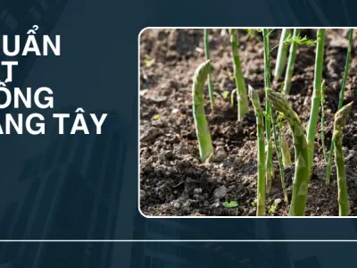 Trải nghiệm trồng măng tây- Thu lời lớn từ rau hoàng đế