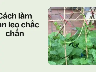 Bí quyết trồng mồng tơi leo giàn cực nhanh cho nhà phố