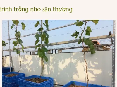 Cách trồng nho trên sân thượng- Trải nghiệm vườn cây sai quả
