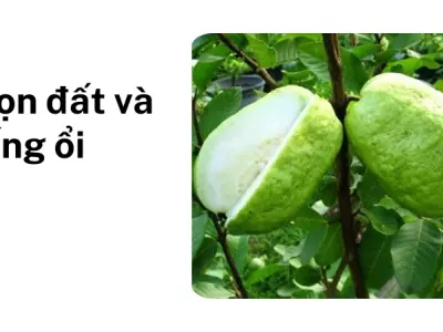 Bí quyết trồng ổi lê Đài Loan quả ngọt giòn tan tại nhà