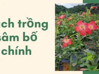 Tuyệt đỉnh cách trồng sâm bố chính cực dễ cho người mới