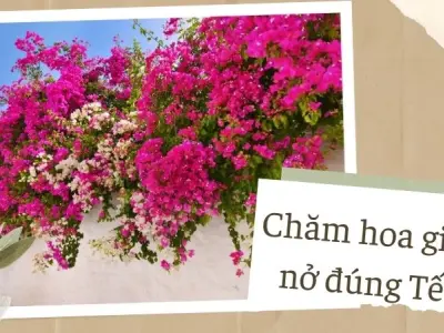 Chăm hoa giấy nở đúng Tết theo kinh nghiệm nhà vườn