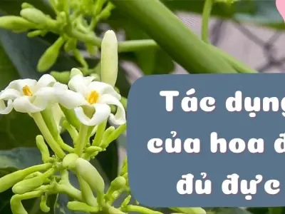 Tác dụng của hoa đu đủ đực trong chăm sóc sức khỏe