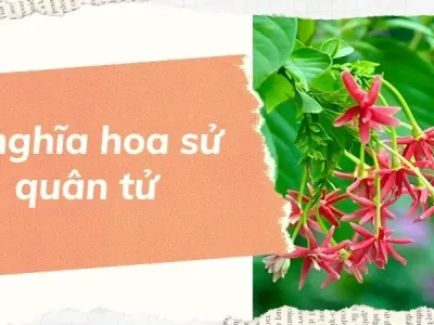 Khám phá ý nghĩa hoa sử quân tử trong đời sống tâm linh