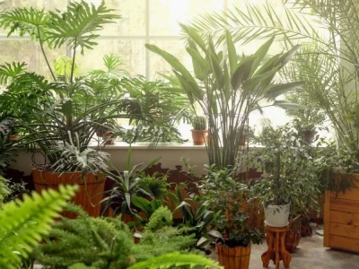 10+ loại cây trồng trong nhà không cần tưới nước, thách thức cả người lười chăm sóc