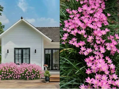 15+ Loại Cây Trồng Bồn Hoa Trước Nhà Đẹp, Ý Nghĩa và Dễ Chăm Sóc