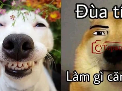 164+ Ảnh Chó Meme Cười Ra Nước Mắt 2026