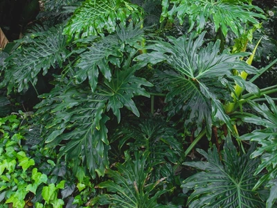 23+ Loại cây trồng trong nhà đẹp, không cần ánh sáng vẫn phát triển tốt