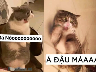 592+ Meme Chửi Cực Hài Dành Cho Dân Chơi Hệ Meme (2026)