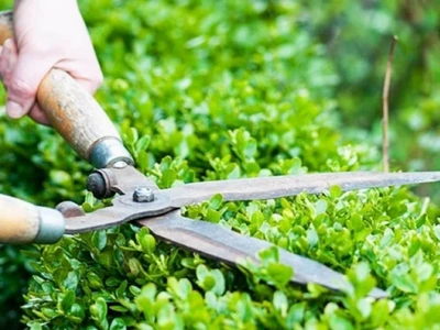 Bí quyết chăm sóc cây trồng khỏe mạnh quanh năm 2026