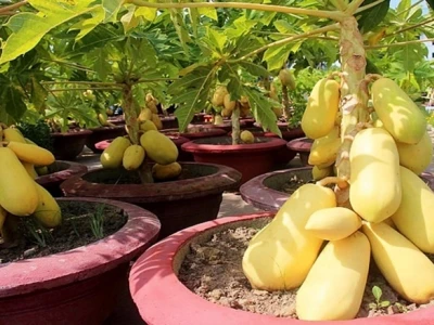 Bí quyết trồng cây đu đủ trong chậu sai trái, quanh năm bội thu