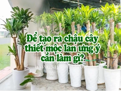 Bí quyết trồng cây Thiết Mộc Lan trong chậu khỏe mạnh, sai hoa