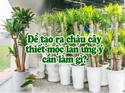 Bí quyết trồng cây thiết mộc lan xanh tốt, ra hoa rực rỡ