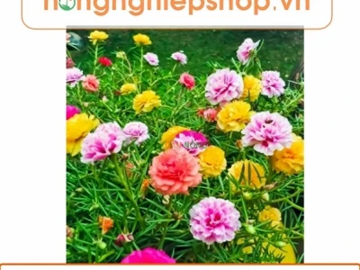 Bí quyết trồng và chăm sóc hạt giống hoa mười giờ Mỹ cánh kép F1